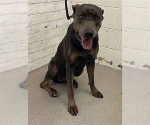 Doberman Pinscher-Unknown Mix Dogs for adoption in San Bernardino, CA, USA