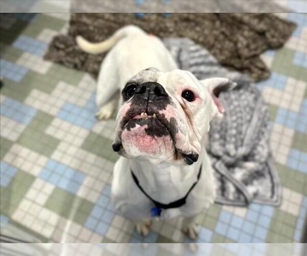 Medium Photo #4  Puppy For Sale in , 