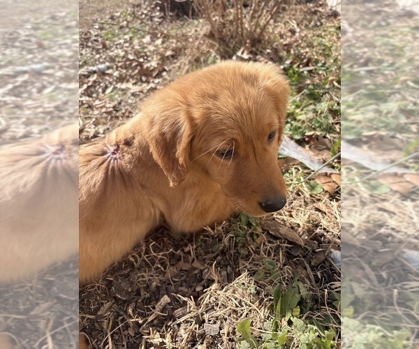 Medium Photo #3 Golden Retriever Puppy For Sale in MARSHFIELD, MO, USA