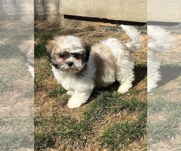 Medium Photo #2 Shih Tzu Puppy For Sale in MARTINSVILLE, IN, USA
