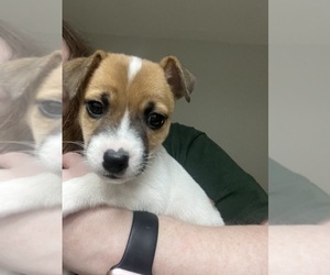 Jack Russell Terrier Puppy for sale in BOLIVAR, TN, USA