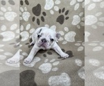 Small Photo #8 French Bulldog Puppy For Sale in MONROE, GA, USA
