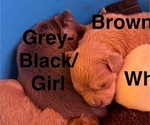 Puppy Grey and black Chiranian