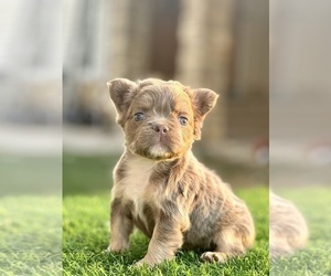 French Bulldog Puppy for sale in JACKSONVILLE, FL, USA