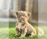 Small French Bulldog