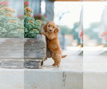 Puppy Puppy 3 Cockapoo (Miniature)