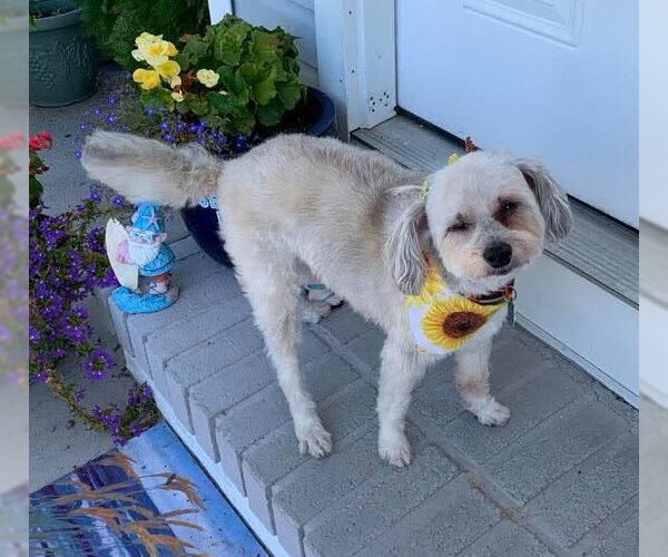 Medium Photo #3 Maltipoo (Miniature) Puppy For Sale in Boonton, NJ, USA