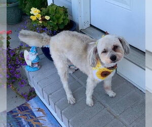 Kym's Lulu TX - Female Maltipoo (Miniature) Dog for Adoption - Photo #3