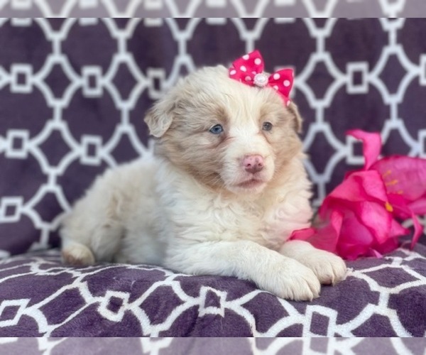 Medium Photo #13 Australian Shepherd Puppy For Sale in LAKELAND, FL, USA