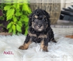 Small Photo #5 Goldendoodle-Poodle (Toy) Mix Puppy For Sale in MILLERSBURG, OH, USA
