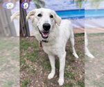 Small #2 Great Pyrenees