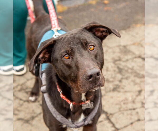 Medium Photo #12 Labrador Retriever-Unknown Mix Puppy For Sale in Canton, CT, USA