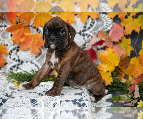 Medium Photo #25 Boxer Puppy For Sale in SHILOH, OH, USA