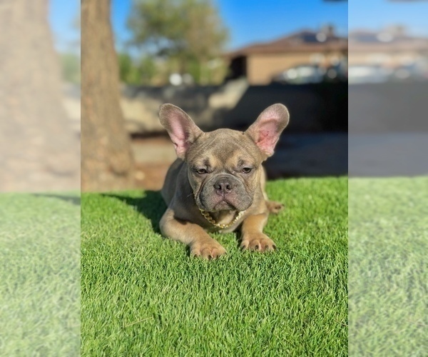 Medium Photo #10 French Bulldog Puppy For Sale in CHICAGO, IL, USA