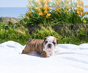 Bulldog Puppy for sale in ASHLEY, OH, USA