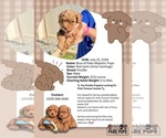 Small Poodle (Toy)