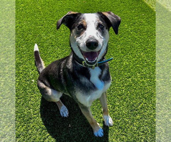 Medium Photo #2 Collie Puppy For Sale in Salinas, CA, USA