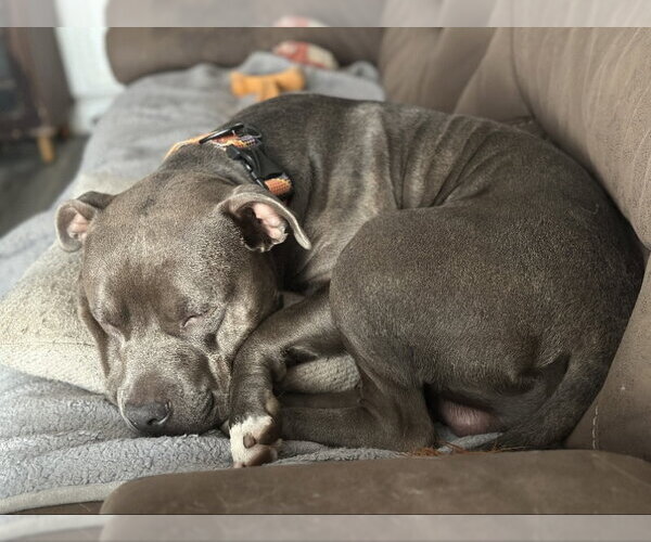 Medium Photo #3 American Pit Bull Terrier-American Staffordshire Terrier Mix Puppy For Sale in San Diego, CA, USA