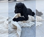 Small #1 F2 Aussiedoodle