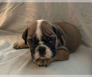 English Bulldog Puppy for sale in JOHNS ISLAND, SC, USA