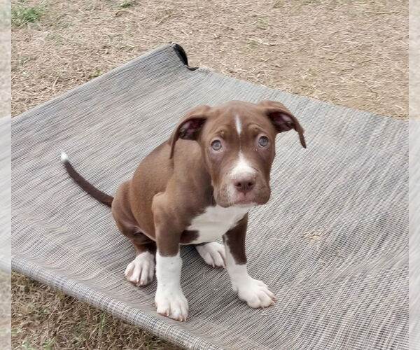 Medium Photo #4 Boxer-Unknown Mix Puppy For Sale in Mooresville, NC, USA
