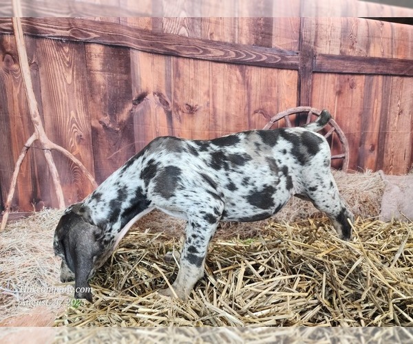 Medium Photo #15 Catahoula Leopard Dog Puppy For Sale in CUMBY, TX, USA