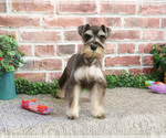 Small Photo #3 Schnauzer (Miniature) Puppy For Sale in SYRACUSE, IN, USA