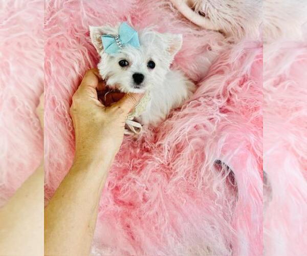 Medium Photo #4 Maltese Puppy For Sale in PEMBROKE PINES, FL, USA