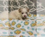 Small Poodle (Toy)-Yorkshire Terrier Mix
