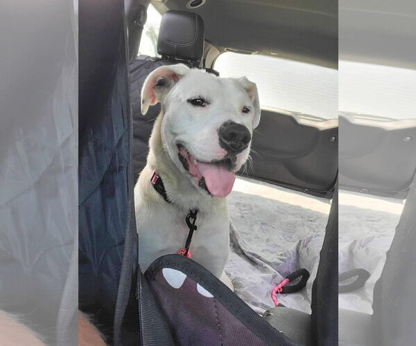 Medium Photo #42 Boxer-Unknown Mix Puppy For Sale in Germantown, OH, USA