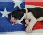 Small Photo #46 Border Collie Puppy For Sale in NORBORNE, MO, USA