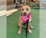 Small #26 American Pit Bull Terrier-Labrador Retriever Mix