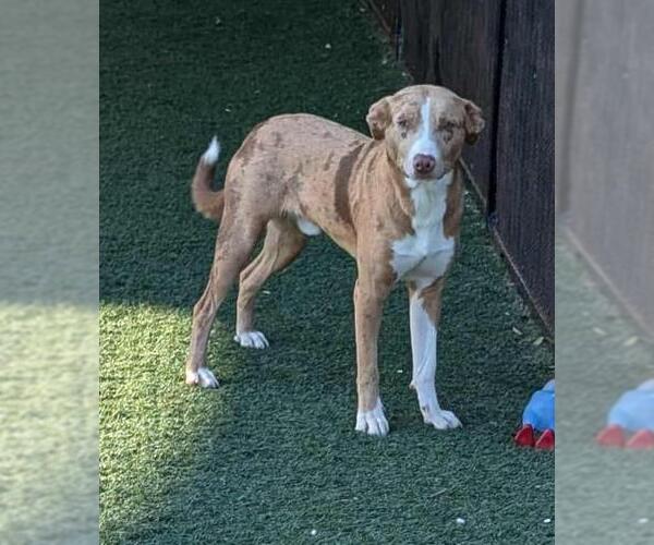 Medium Photo #7 American Pit Bull Terrier-Australian Shepherd Mix Puppy For Sale in Rockwall, TX, USA