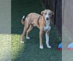 Small #6 American Pit Bull Terrier-Australian Shepherd Mix