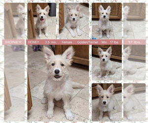 Golden Retriever-Unknown Mix Dogs for adoption in Mesa, AZ, USA