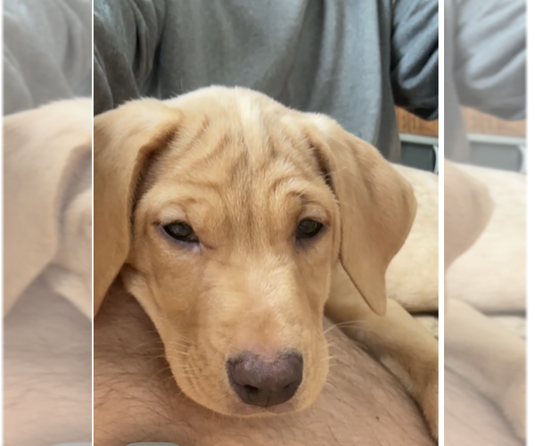 Medium Photo #3 Labrador Retriever-Unknown Mix Puppy For Sale in Plainfield, IL, USA