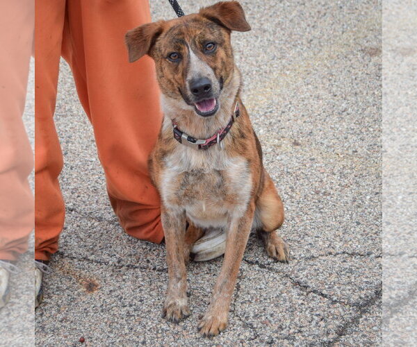 Medium Photo #3 Catahoula Leopard Dog-Unknown Mix Puppy For Sale in Huntley, IL, USA