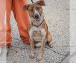 Small #2 Catahoula Leopard Dog Mix