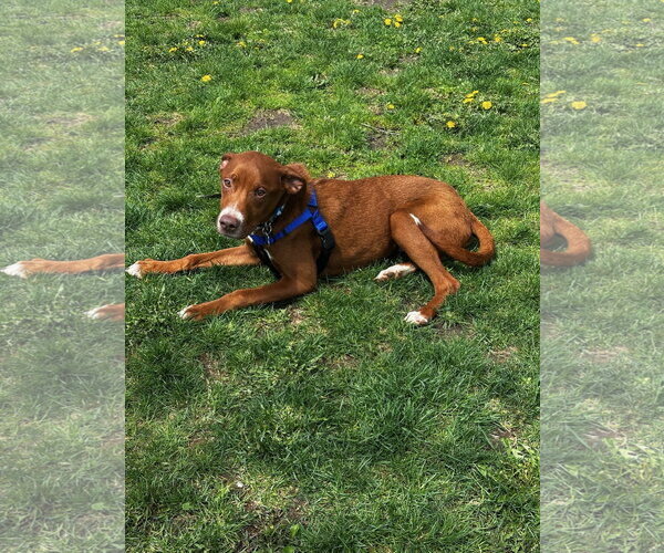 Medium Photo #3 Unknown-Vizsla Mix Puppy For Sale in Plainfield, IL, USA