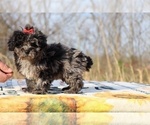 Small #2 ShihPoo