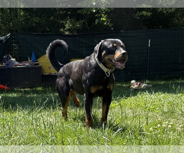 Medium Photo #9 Rottweiler Puppy For Sale in Mooresville, NC, USA