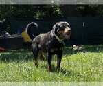 Small #8 Rottweiler