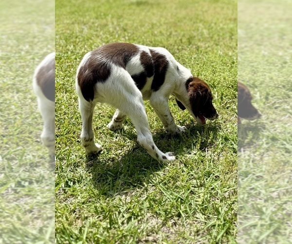 Medium Photo #5 Brittany Puppy For Sale in ORRUM, NC, USA