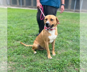 Medium Carolina Dog Mix