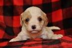 Small Photo #12 Cavapoo Puppy For Sale in PHOENIX, AZ, USA