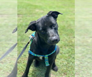 Labrador Retriever-Unknown Mix Dogs for adoption in Corning, AR, USA