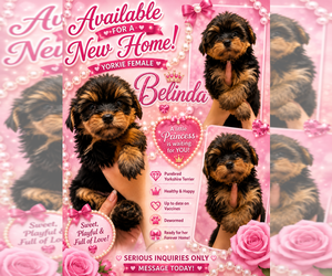 Yorkshire Terrier Puppy for sale in ARCADIA, FL, USA