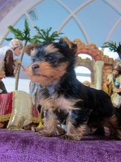 Yorkshire Terrier Puppy for sale in LEVITTOWN, PA, USA