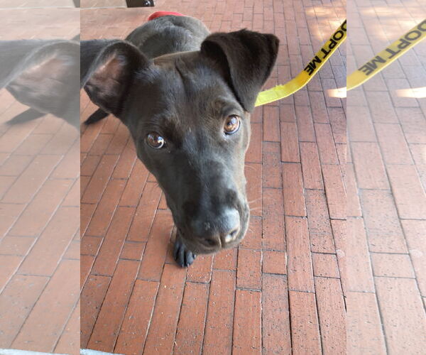 Medium Photo #2 Labrador Retriever-Unknown Mix Puppy For Sale in San Diego, CA, USA