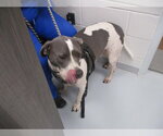 SHADOW - Male Bulldog Dog for Adoption - Small photo